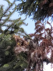 Pitangus sulphuratus