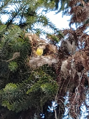 Pitangus sulphuratus