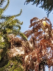 Pitangus sulphuratus