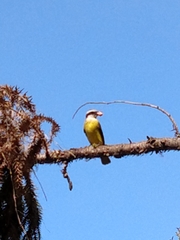 Pitangus sulphuratus