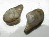 Glacial Dipperclam - Photo (c) Claude Nozères, some rights reserved (CC BY-NC), uploaded by Claude Nozères