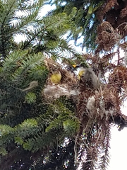 Pitangus sulphuratus