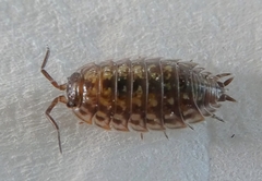 Oniscus asellus