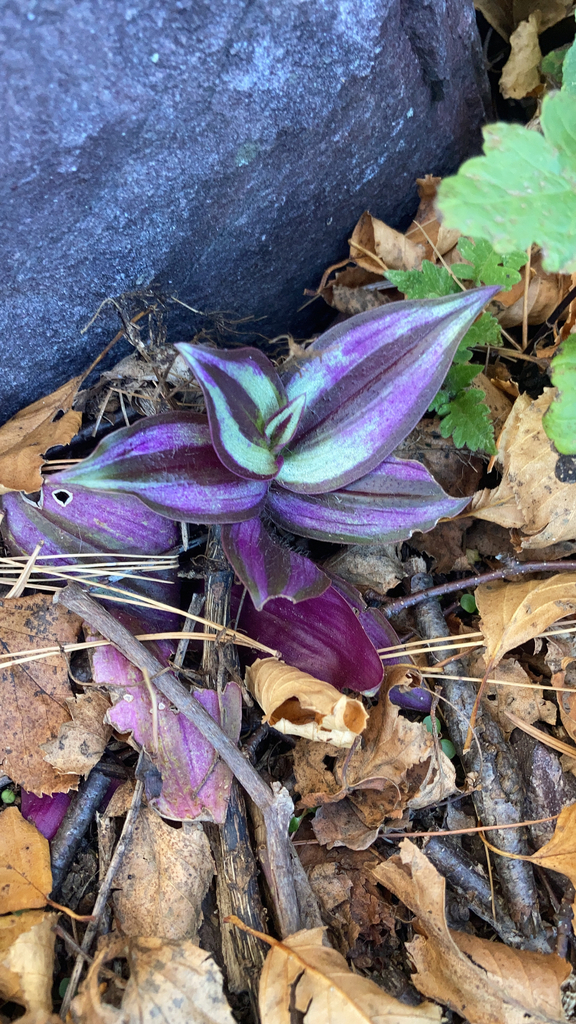 Tradescantia zebrina with silver and purple striped leaves