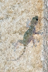 Ptyodactylus guttatus