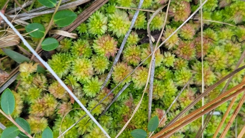 Image of Sphagnum tenerum by (c) snail_hiker, some rights reserved (CC BY)