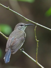 Leptocoma calcostetha