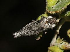 Agrilus cavifrons