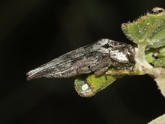 Agrilus cavifrons
