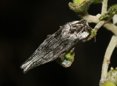 Agrilus cavifrons