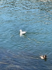 Chroicocephalus ridibundus