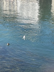 Chroicocephalus ridibundus