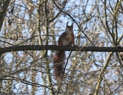 Sciurus vulgaris