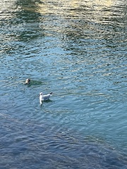 Chroicocephalus ridibundus