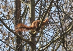 Sciurus vulgaris