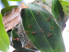 Oecophylla longinoda