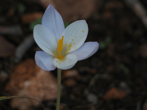 Crocus goulimyi