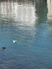 Chroicocephalus ridibundus