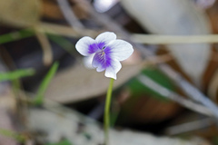 Viola banksii