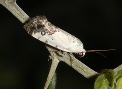 Ponometia phecolisca