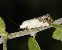 Ponometia phecolisca