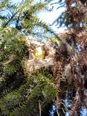 Pitangus sulphuratus