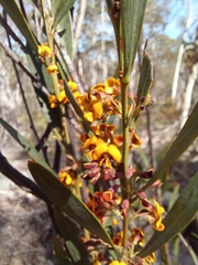 Daviesia leptophylla