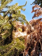 Pitangus sulphuratus