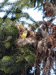 Pitangus sulphuratus