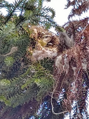 Pitangus sulphuratus