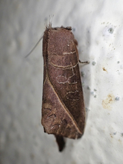 Odontoperas luteimacula