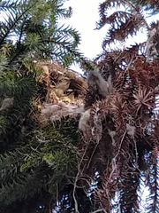 Pitangus sulphuratus