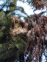 Pitangus sulphuratus