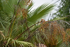 Acoelorraphe wrightii