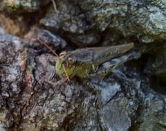 Melanoplus punctulatus