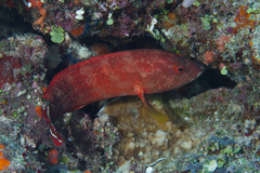 Cephalopholis urodeta