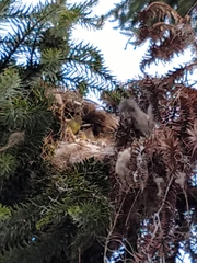 Pitangus sulphuratus