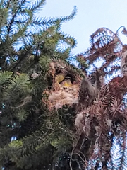 Pitangus sulphuratus