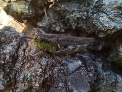 Melanoplus punctulatus