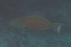 Cetoscarus ocellatus