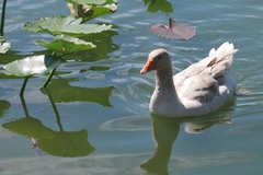 Anser anser domesticus