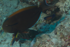 Acanthurus nigricauda
