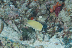 Chaetodon citrinellus