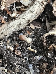 Parrhinotermes queenslandicus