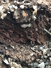 Parrhinotermes queenslandicus