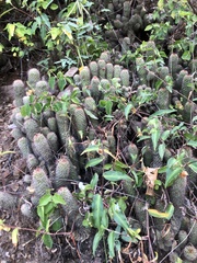 Mammillaria mazatlanensis