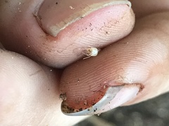 Parrhinotermes queenslandicus