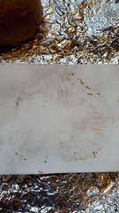 Glaucopodes