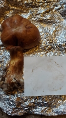 Glaucopodes