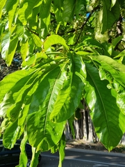 Barringtonia calyptrata